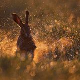 2. Platz, Säugetiere