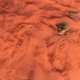 1. Platz, andere Tiere