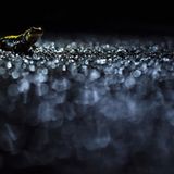 2. Platz, andere Tiere