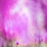 1. Platz, Pflanzen und Pilze