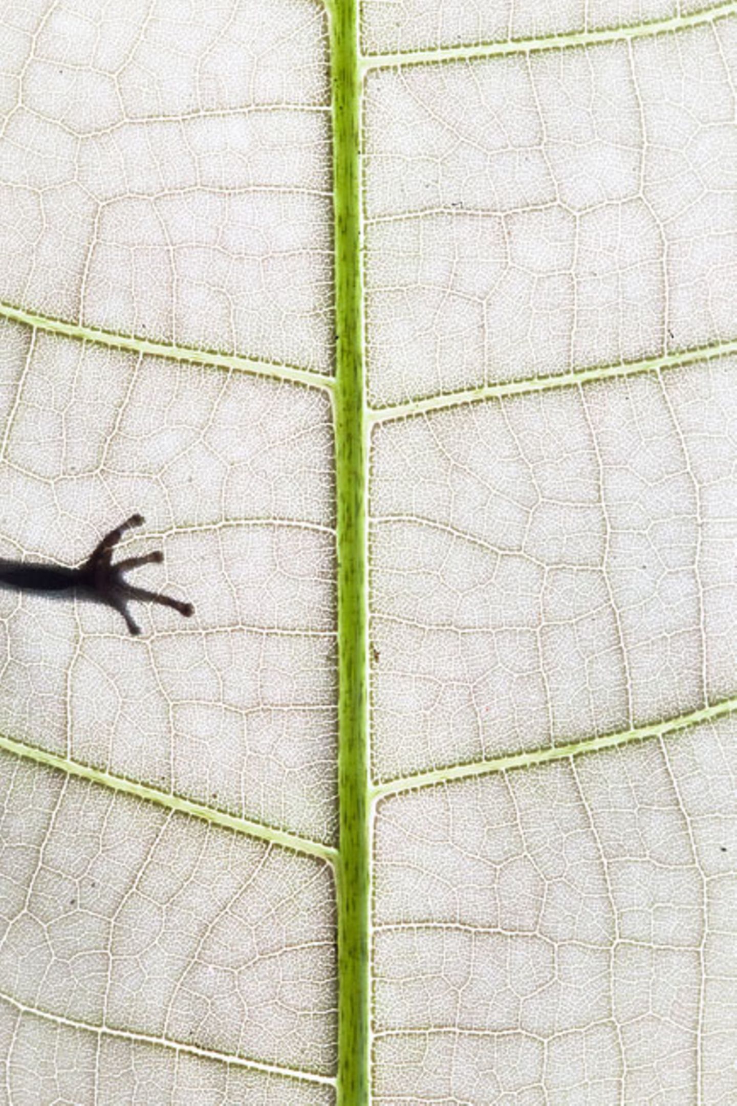1. Platz, Atelier Natur