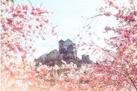 Instagram-Fotowettbewerb: Das sind Ihre schönsten Frühlingsbilder