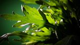 Rucola: Bitterkeit, die uns schützt