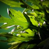 Rucola: Bitterkeit, die uns schützt