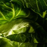 Kohl: Blatt für Blatt voll Lebenskraft