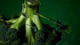 Brokkoli: Das grüne Heilmittel