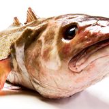 Gesunde Ernährung: Worauf sollte ich beim Fischkauf achten?