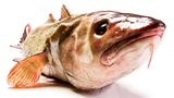 Gesunde Ernährung: Worauf sollte ich beim Fischkauf achten?