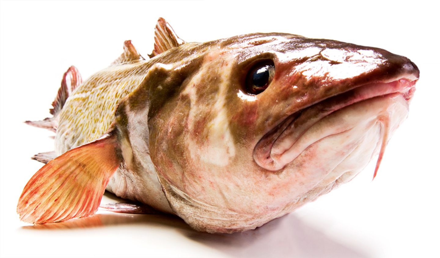 Gesunde Ernährung: Worauf sollte ich beim Fischkauf achten?