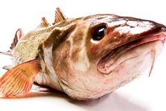 Gesunde Ernährung: Worauf sollte ich beim Fischkauf achten?