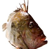 Gesunde Ernährung: Worauf sollte ich beim Fischkauf achten? - Bild 2