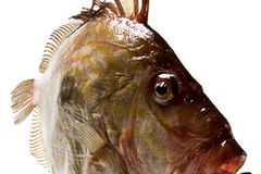 Gesunde Ernährung: Worauf sollte ich beim Fischkauf achten? - Bild 2