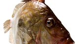 Gesunde Ernährung: Worauf sollte ich beim Fischkauf achten? - Bild 2