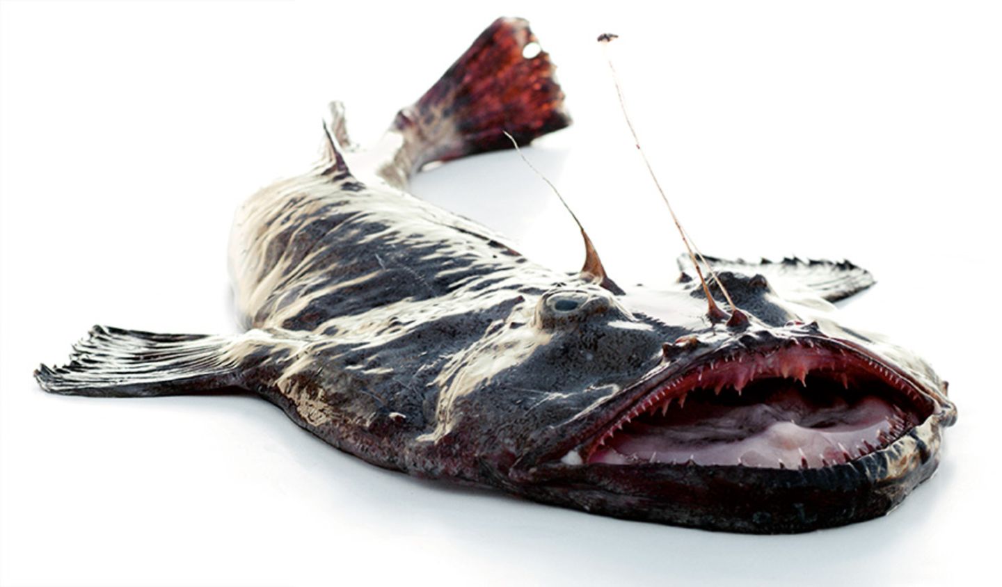 Gesunde Ernährung: Worauf sollte ich beim Fischkauf achten? - Bild 3