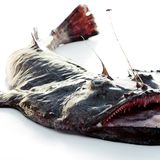 Gesunde Ernährung: Worauf sollte ich beim Fischkauf achten? - Bild 3