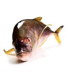 Gesunde Ernährung: Worauf sollte ich beim Fischkauf achten? - Bild 4