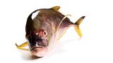 Gesunde Ernährung: Worauf sollte ich beim Fischkauf achten? - Bild 4