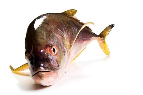 Gesunde Ernährung: Worauf sollte ich beim Fischkauf achten? - Bild 4