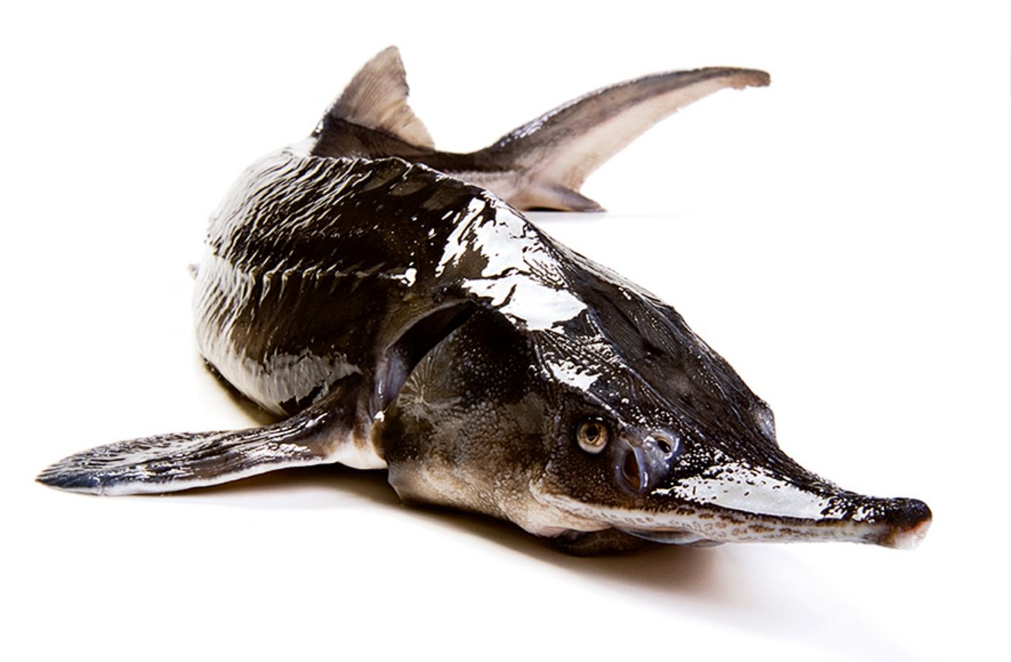 Gesunde Ernährung: Worauf sollte ich beim Fischkauf achten? - Bild 5