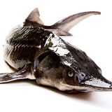 Gesunde Ernährung: Worauf sollte ich beim Fischkauf achten? - Bild 5