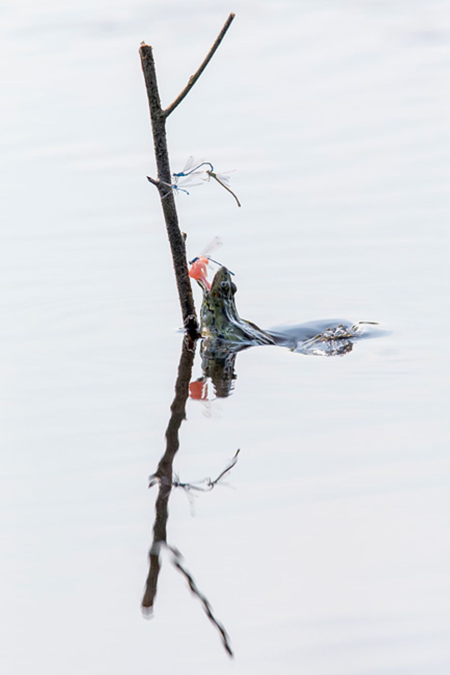 Libelle als Froschfutter
