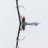 Libelle als Froschfutter