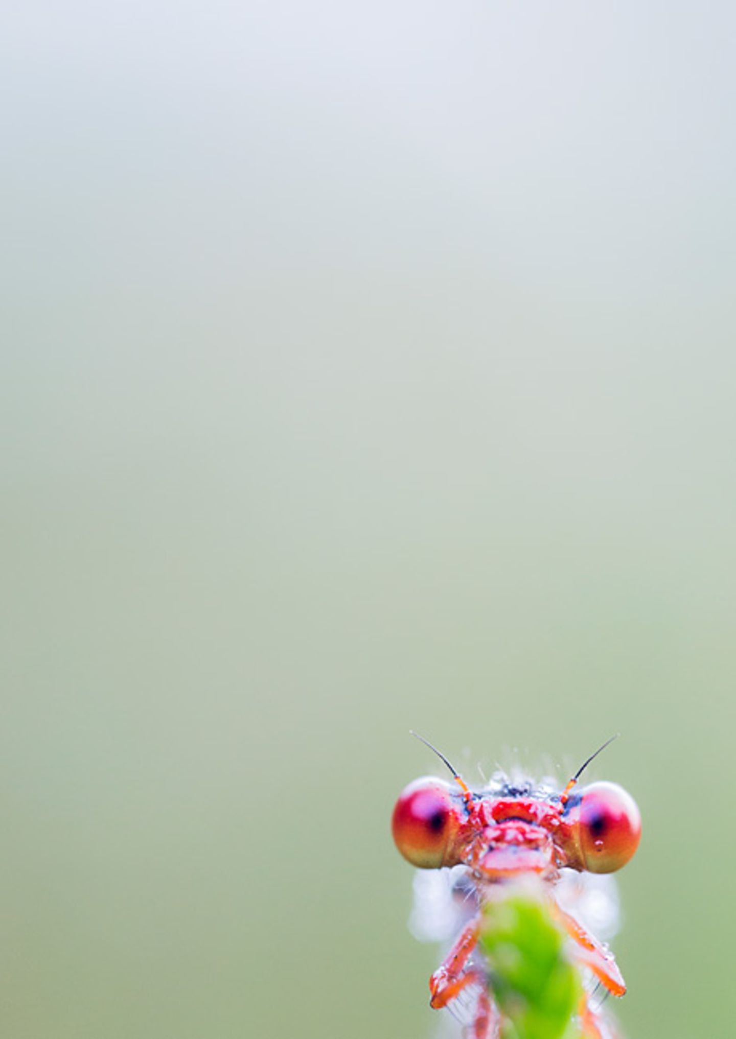 Rote Scharlachlibelle