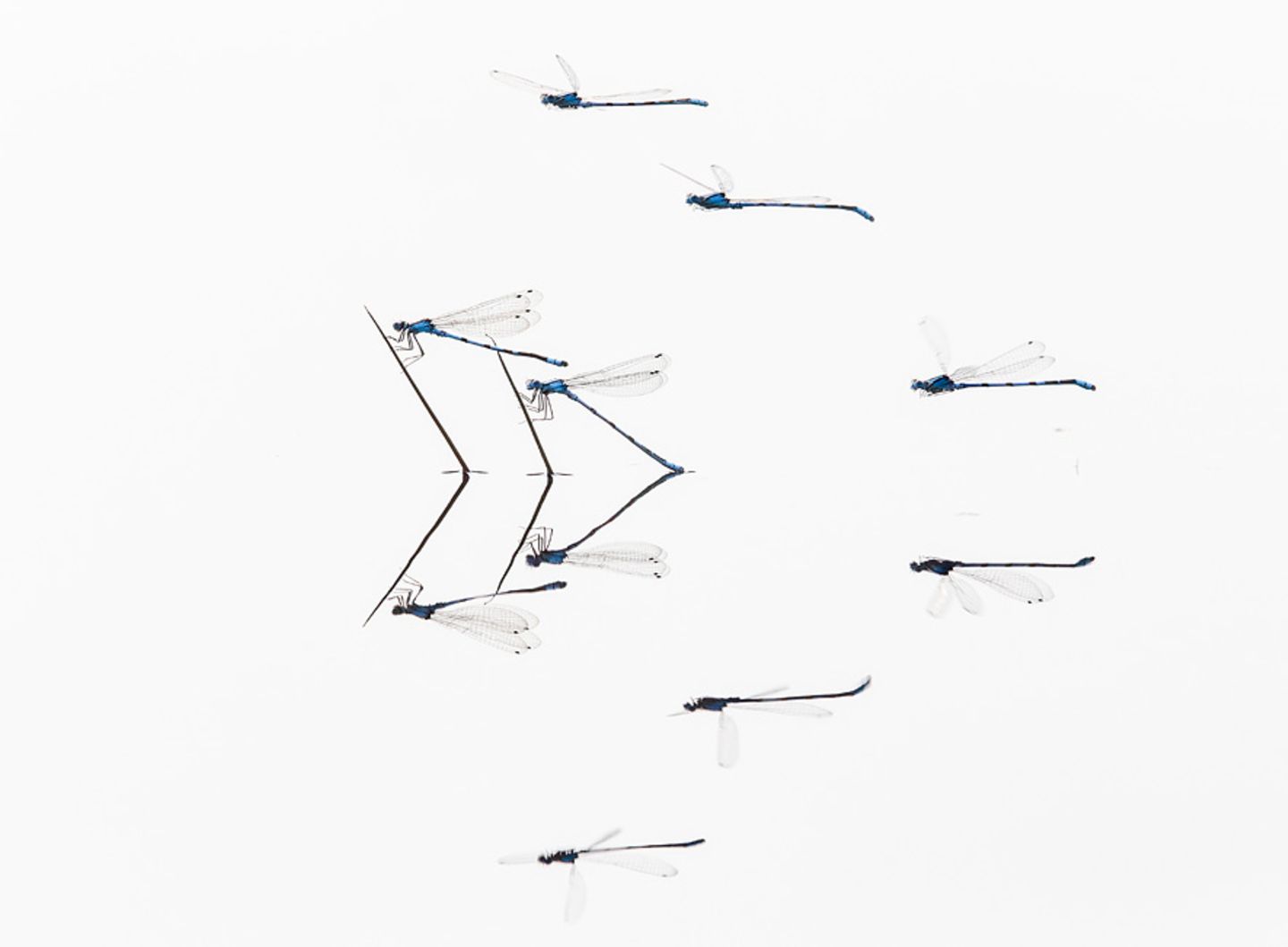 Libellen-Patrouille
