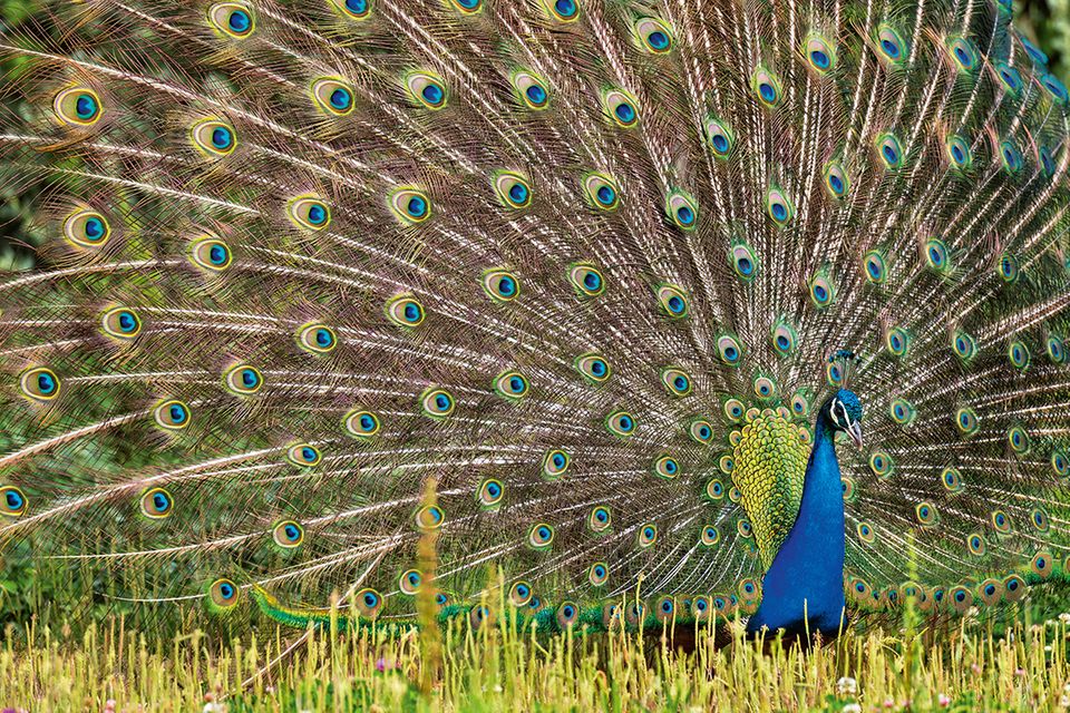 Tierische Farbenpracht: Wie Tiere täuschen, warnen, locken