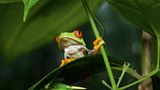 Rotaugenlaubfrosch