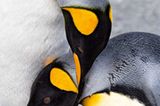 Königspinguine
