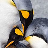 Königspinguine