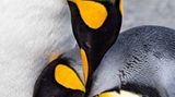 Königspinguine