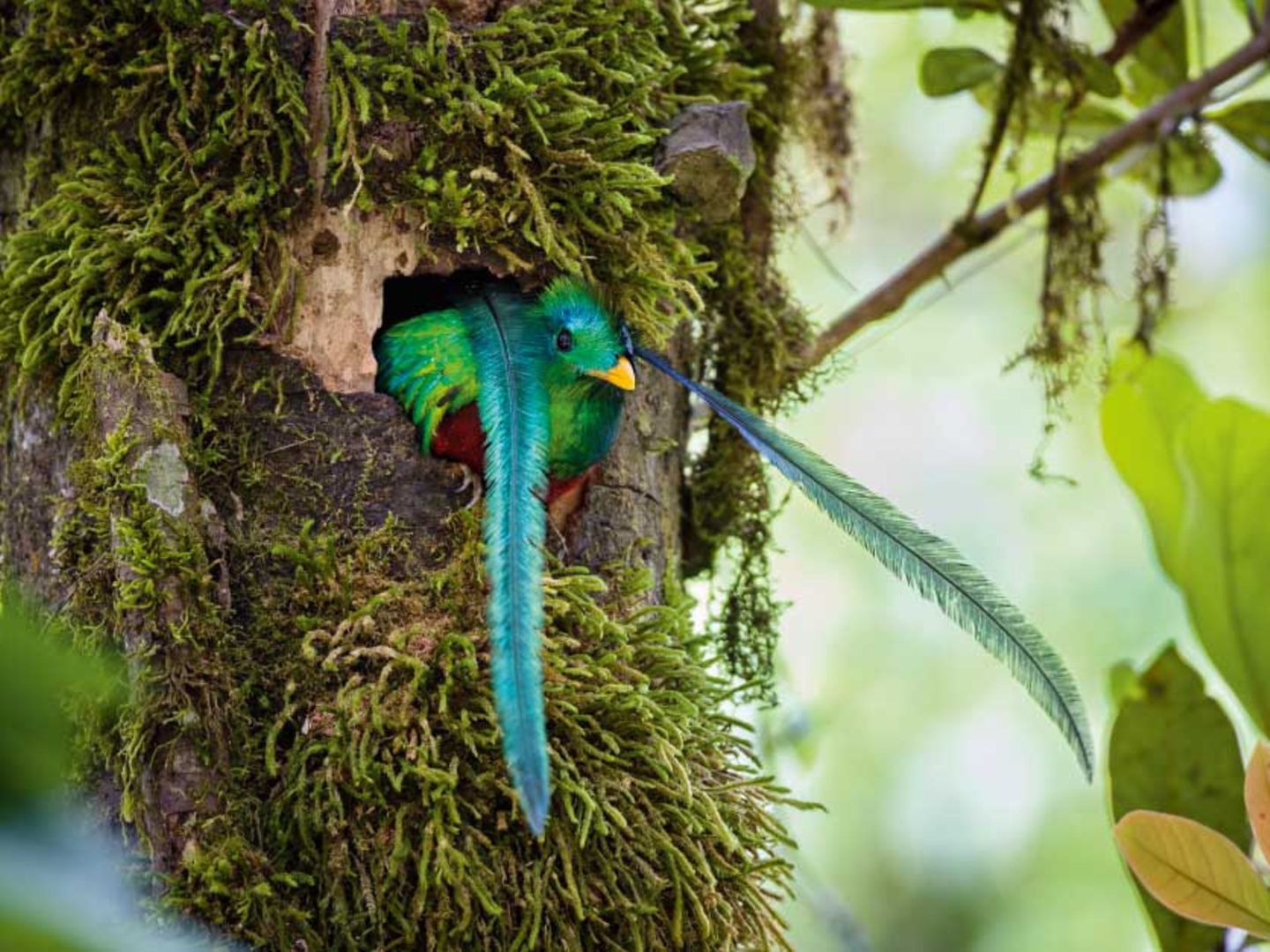 Quetztal