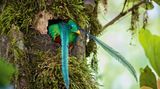 Quetztal