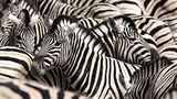Steppenzebras