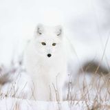 Polarfuchs