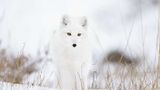 Polarfuchs
