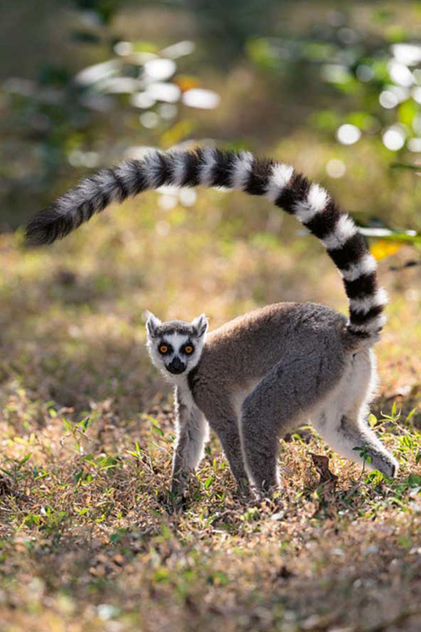 Katta