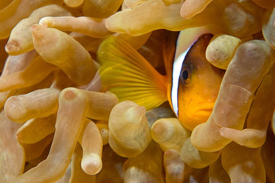 Schiebepuzzle: Nr. 4: Anemonenfisch Schiebepuzzle: Nr. 4: Anemonenfisch