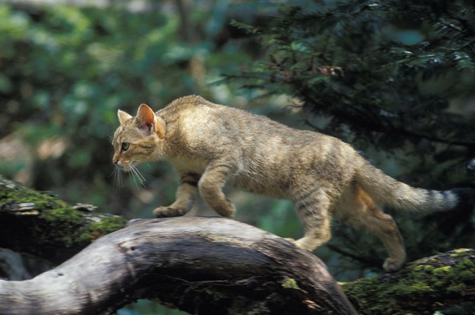 Tiere: Im Dickicht sind Wildkatzen fast unsichtbar Tiere: Im Dickicht sind Wildkatzen fast unsichtbar