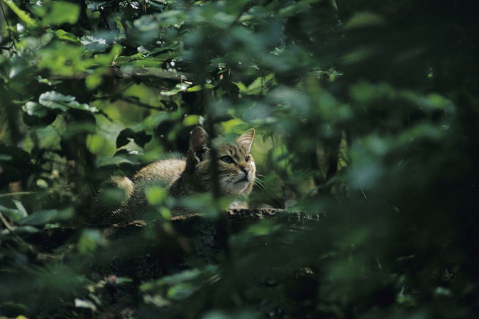 Tiere: Lautlos im Unterholz Tiere: Lautlos im Unterholz