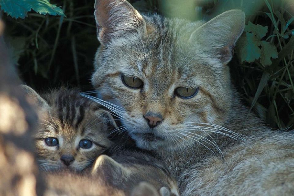 Tiere: Wildkatzen haben in der Regel 4 bis 6 Junge Tiere: Wildkatzen haben in der Regel 4 bis 6 Junge
