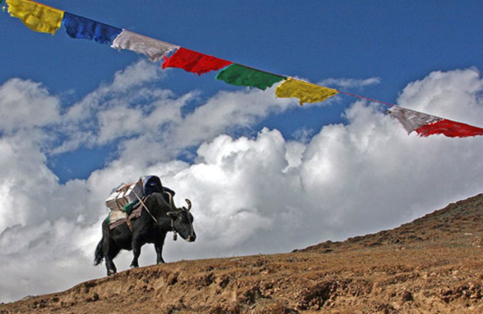 Schiebepuzzle: Nr. 62: Yak bei Passüberquerung Schiebepuzzle: Nr. 62: Yak bei Passüberquerung