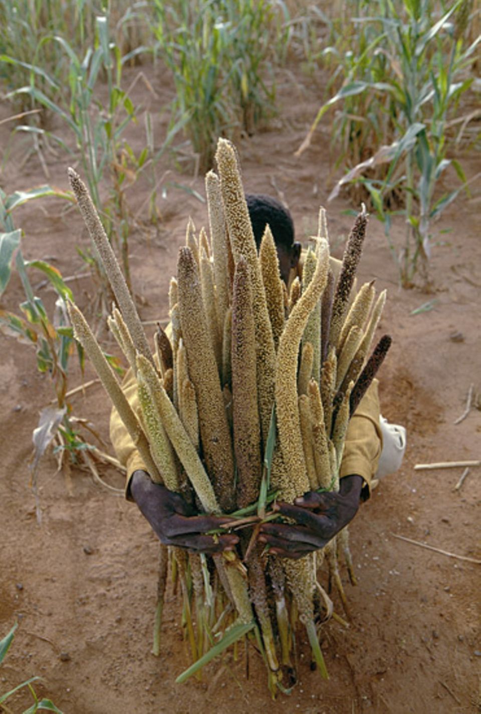 Ein Bauer hat einen Strauß praller Hirse-Ähren geerntet und der Sahara Land für den Getreideanbau abgerungen