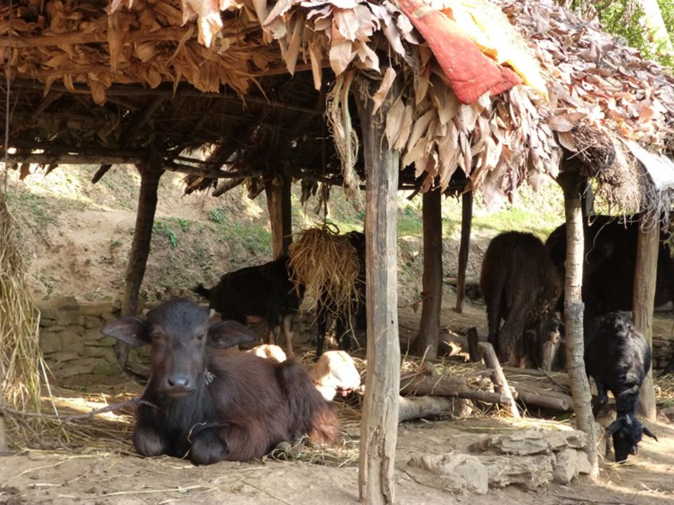 Nepal: Nutztiere wie Büffel, Rinder oder Ziegen stellen den wertvollsten Besitz der Familien dar