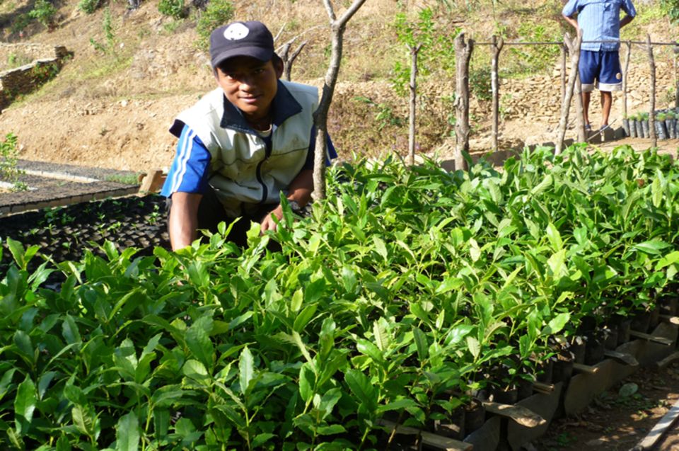 Nepal: Die Baumsetzlinge in Simle gedeihen unter der Obhut von Yam Bahadur Gurung Nepal: Die Baumsetzlinge in Simle gedeihen unter der Obhut von Yam Bahadur Gurung