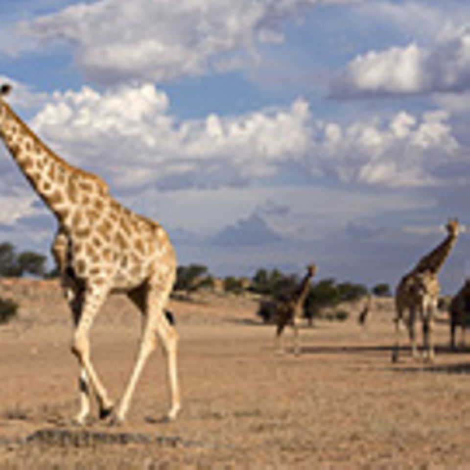 Südafrika: Südafrika: Der Park ohne Grenzen
