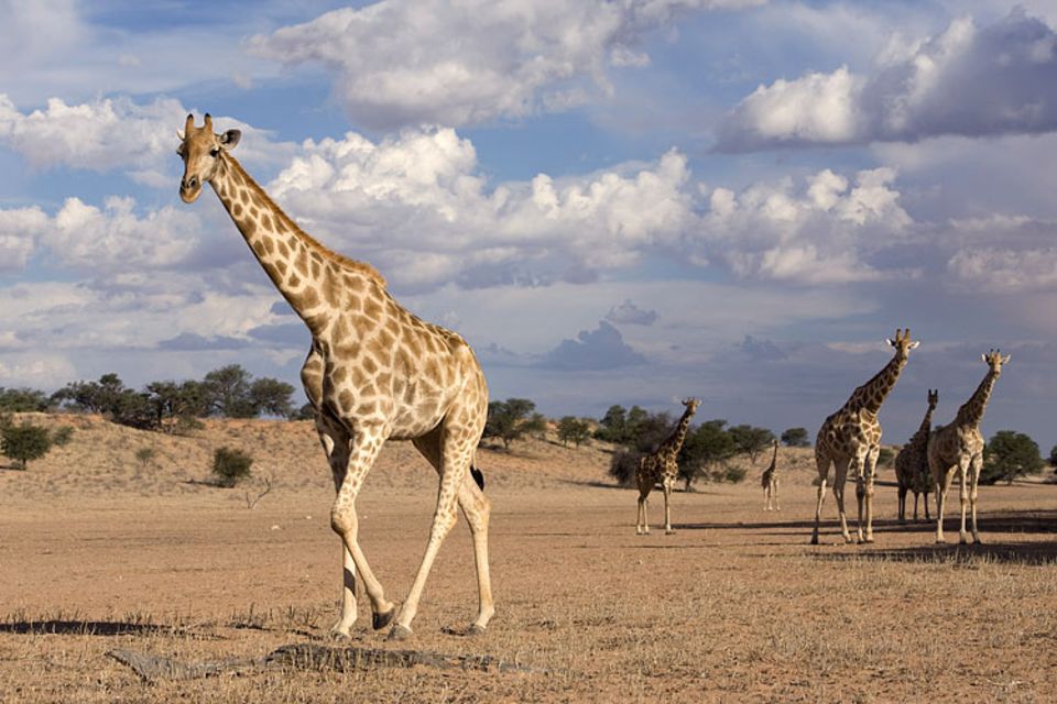 Südafrika: Langhalsige Schönheiten: Giraffen Südafrika: Langhalsige Schönheiten: Giraffen