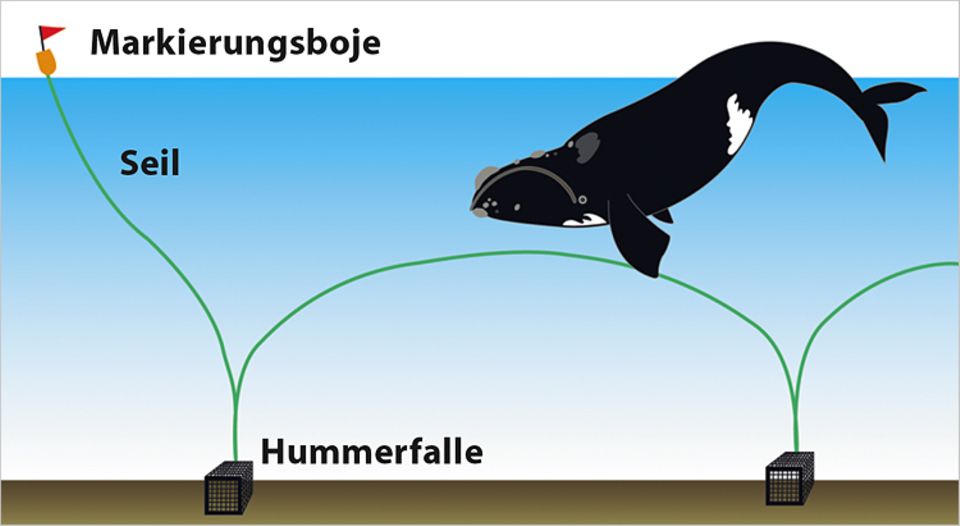 Tiere: Fischereinetze werden für die Nordkaper zur Falle Tiere: Fischereinetze werden für die Nordkaper zur Falle